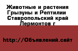 Животные и растения Грызуны и Рептилии. Ставропольский край,Лермонтов г.